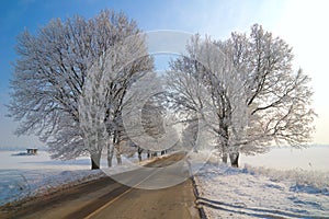 Winter picture with frozen trees and road photo
