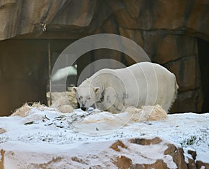 A Prowling Polar Bear