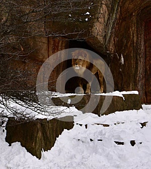 Sahar Emerging From His Cave. photo