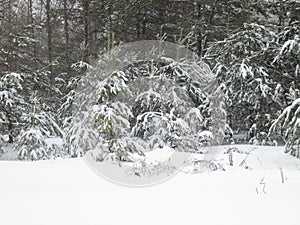 Winter Pictures - Forest - snow covered trees - Stock photos