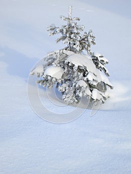 Winter Pictures : snow covered tree - Stock photos