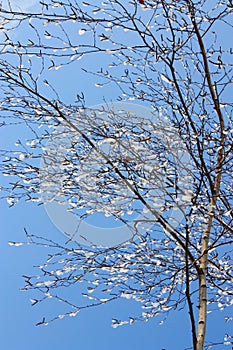 Winter Pictures : tree & icy drops - Stock photos