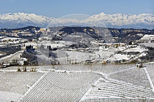 Winter in Piemont, Italy, snowy vineyards