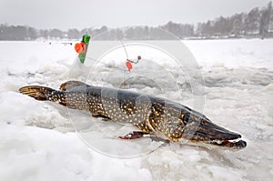 Winter pike fishing