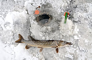 Winter pike trophy