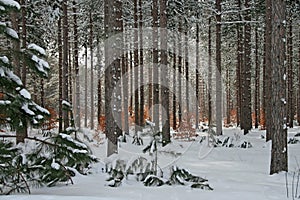 Winter Pine and Beech Tree Forest