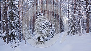 Winter pine forest