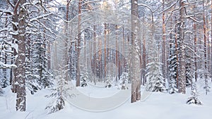 Winter pine forest