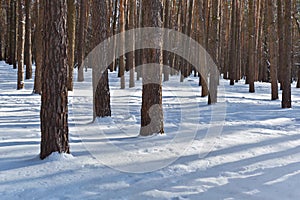 Winter in pine forest