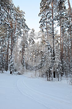 Winter Pine Forest