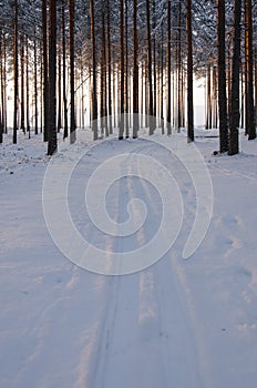 Winter Pine Forest