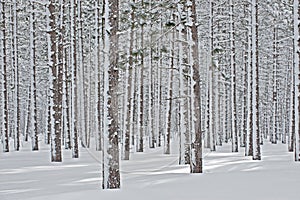 Winter, Pine Forest