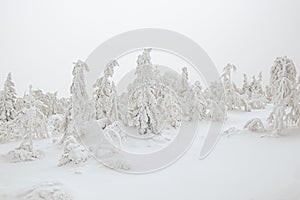 Winter in pine forest. Branches with fluffy snow, bending under its weight. Taiga atmosphere. Cold froze trees