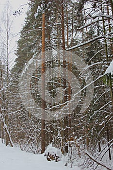 Winter pine forest. Cloudy cold day.