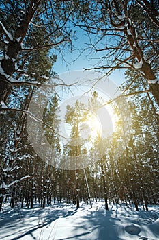 Winter pine forest is covered with snow on a bright sunny day