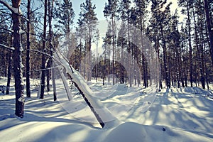 Winter pine forest is covered with snow on a bright sunny day