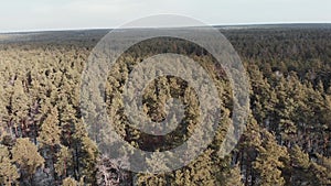 Winter pine forest, drone view. Drone flies above park with snow. Beautiful park at winter. Incredible forest and sky backgrounds