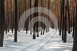 Winter pine forest landscape with rut in deep snow between trees . Car or ATV traces in after snowfall