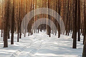 Winter pine forest landscape with rut in deep snow between trees . Car or ATV traces in after snowfall