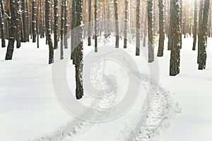 Winter pine forest landscape with rut in deep snow between trees . Car or ATV traces in after snowfall