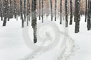 Winter pine forest landscape with rut in deep snow between trees . Car or ATV traces in after snowfall