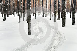 Winter pine forest landscape with rut in deep snow between trees . Car or ATV traces in after snowfall