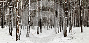 Winter pine forest slender trunks in the snow
