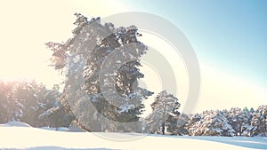 Winter pine forest in the snow sunlight movement. frozen frost Christmas lifestyle New Year tree. concept new year