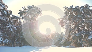 Winter pine forest in the snow sunlight movement. frozen frost Christmas New Year lifestyle tree. concept new year