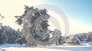 Winter pine forest in the snow sunlight movement. frozen frost Christmas New Year tree. concept new lifestyle year