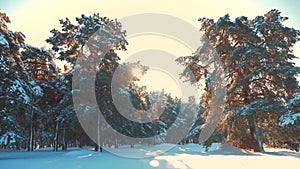 Winter pine forest in the snow sunlight movement. frozen frost Christmas New Year tree. concept new year lifestyle