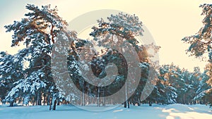 Winter pine forest in the snow sunlight movement. frozen frost Christmas New Year tree. concept new year winter