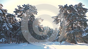 Winter pine forest in the snow sunlight movement. frozen frost Christmas New Year tree. concept new year winter
