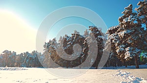 Winter pine forest in the snow sunlight movement. frozen frost Christmas New Year tree. concept new year winter. slow