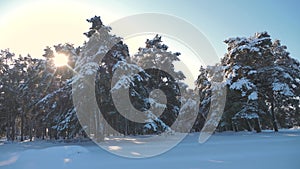 Winter pine forest in the snow sunlight movement. Frozen frost Christmas New Year tree. concept new year winter. slow