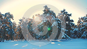 Winter pine forest in the snow sunlight movement. frozen frost Christmas New Year tree. concept new year winter. slow