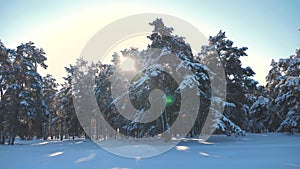 Winter pine forest in the snow sunlight movement. frozen frost Christmas New Year tree. concept new year winter. slow