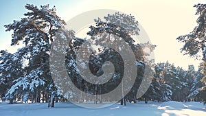 Winter pine forest in the snow sunlight movement. frozen frost Christmas New Year tree. concept new year winter. slow