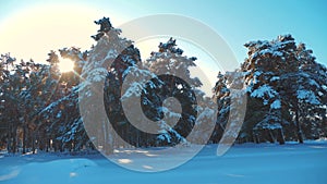 Winter pine forest in the snow sunlight movement. frozen frost Christmas New Year tree. concept new year winter. slow