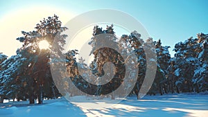 Winter pine forest in the snow sunlight movement. frozen frost Christmas New Year tree. concept new year winter. slow