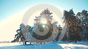 Winter pine forest in the snow sunlight movement. frozen frost Christmas New Year tree. concept new year winter. slow