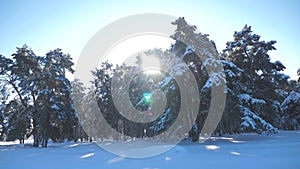 Winter pine forest in the snow sunlight movement. frozen frost Christmas New Year tree. concept new year winter. slow