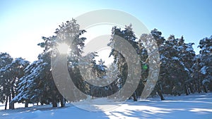 Winter pine forest in the snow sunlight movement. frozen frost Christmas New Year tree. concept new year winter. slow