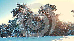 Winter pine forest in the snow sunlight movement. frozen frost Christmas New Year tree lifestyle . concept new year