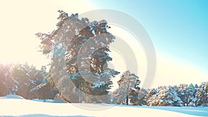 Winter pine forest in the snow sunlight movement. frozen frost lifestyle Christmas New Year tree. concept new year