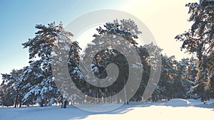 Winter pine forest in the snow sunlight movement. frozen lifestyle frost Christmas New Year tree. concept new year