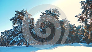 Winter pine forest in the snow sunlight movement. lifestyle frozen frost Christmas New Year tree. concept new year