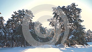 Winter pine forest in the snow sunlight movement lifestyle. frozen frost Christmas New Year tree. concept new year