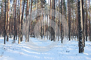 Winter pine forest in sunny day and snow-covered path with shadows