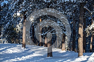 Winter pine forest in the sunny frosty morning. Pine forest after snowfall.